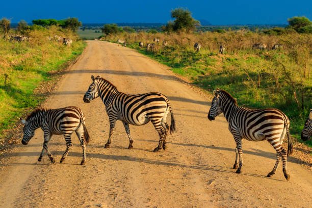 join-6-days-tanzania-lodge-safari-itinerary
